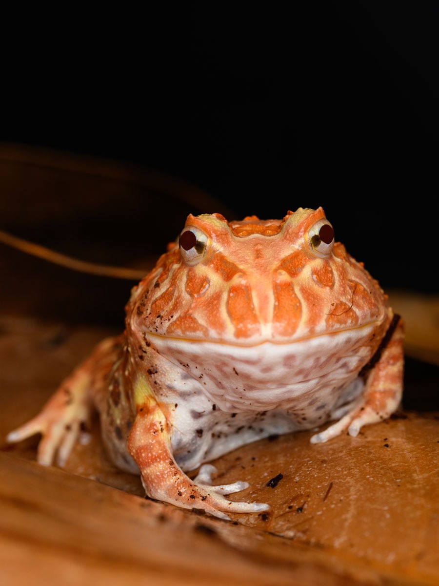 Image de catégorie