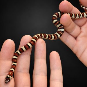 Lampropeltis leonis NC26