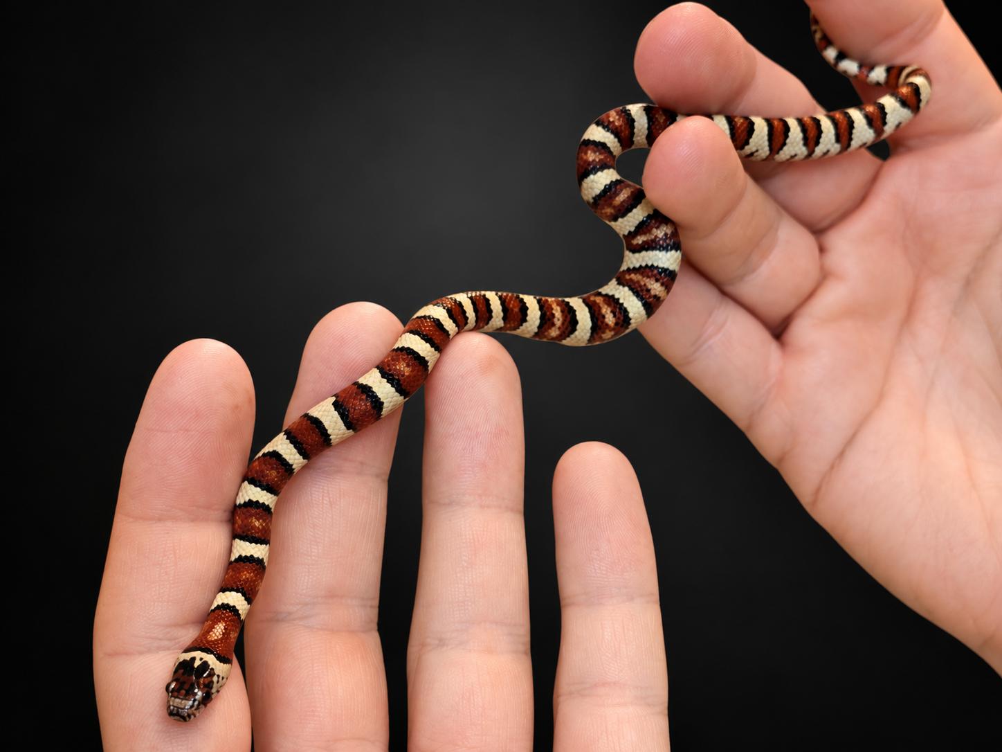 Lampropeltis leonis NC26