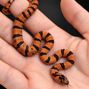Lampropeltis leonis NC26