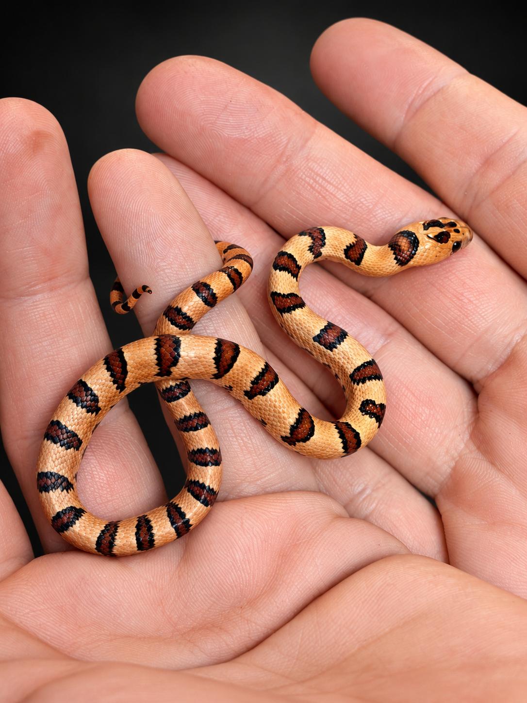 Lampropeltis leonis NC26