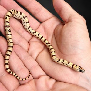 Lampropeltis leonis NC26