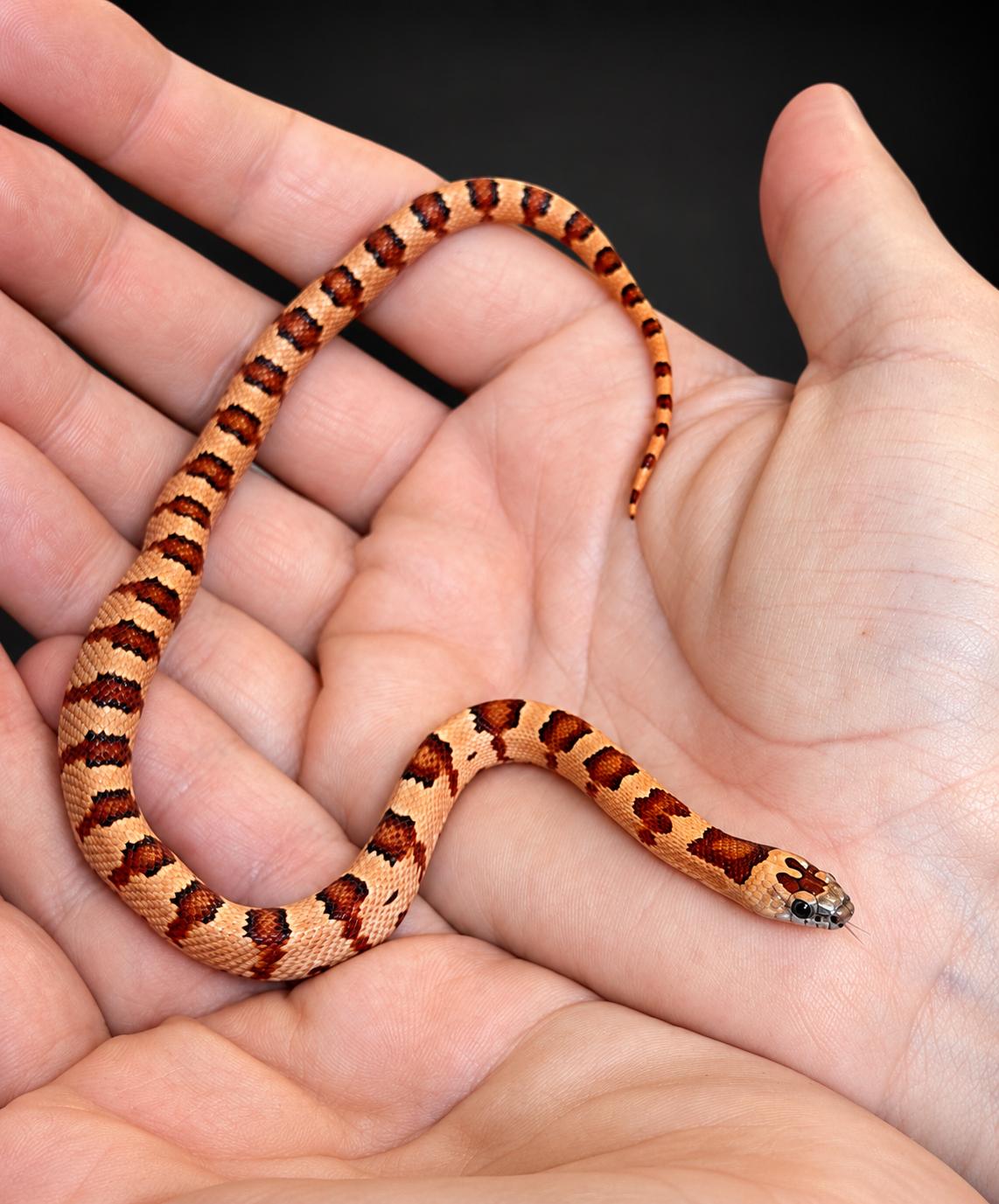 Lampropeltis leonis NC26