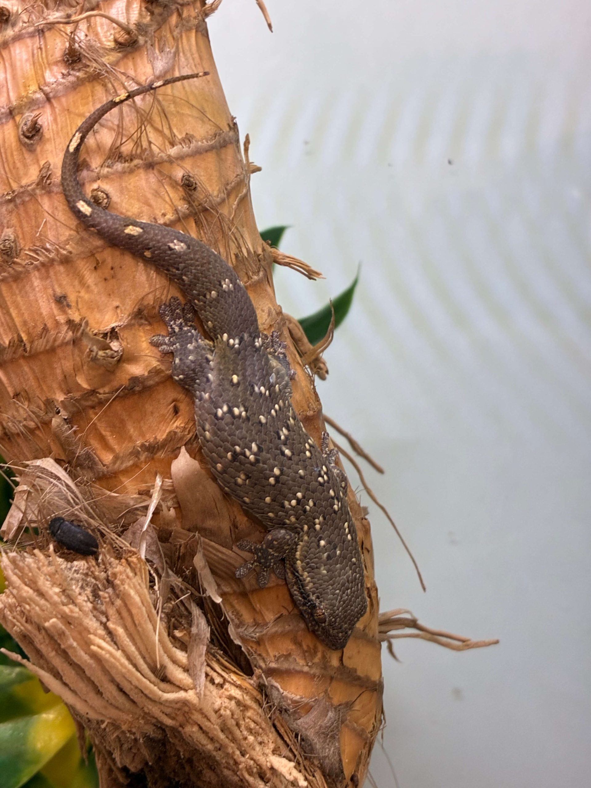 Geckolepis megalepis