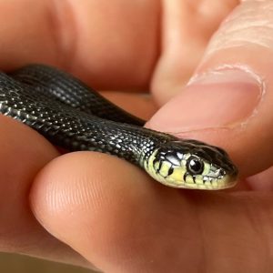 Thamnophis eques cuitzeoensis