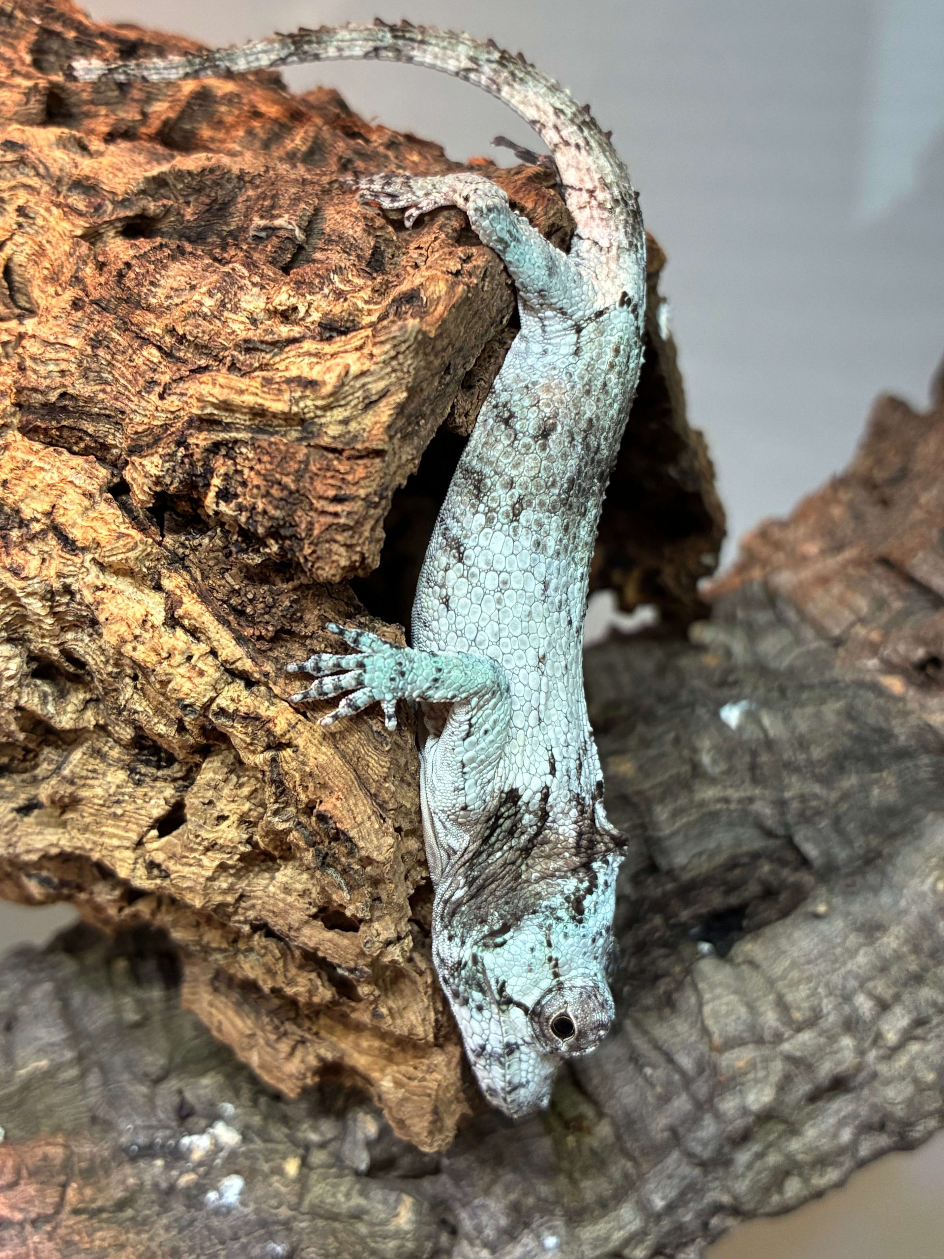 Anolis porcus