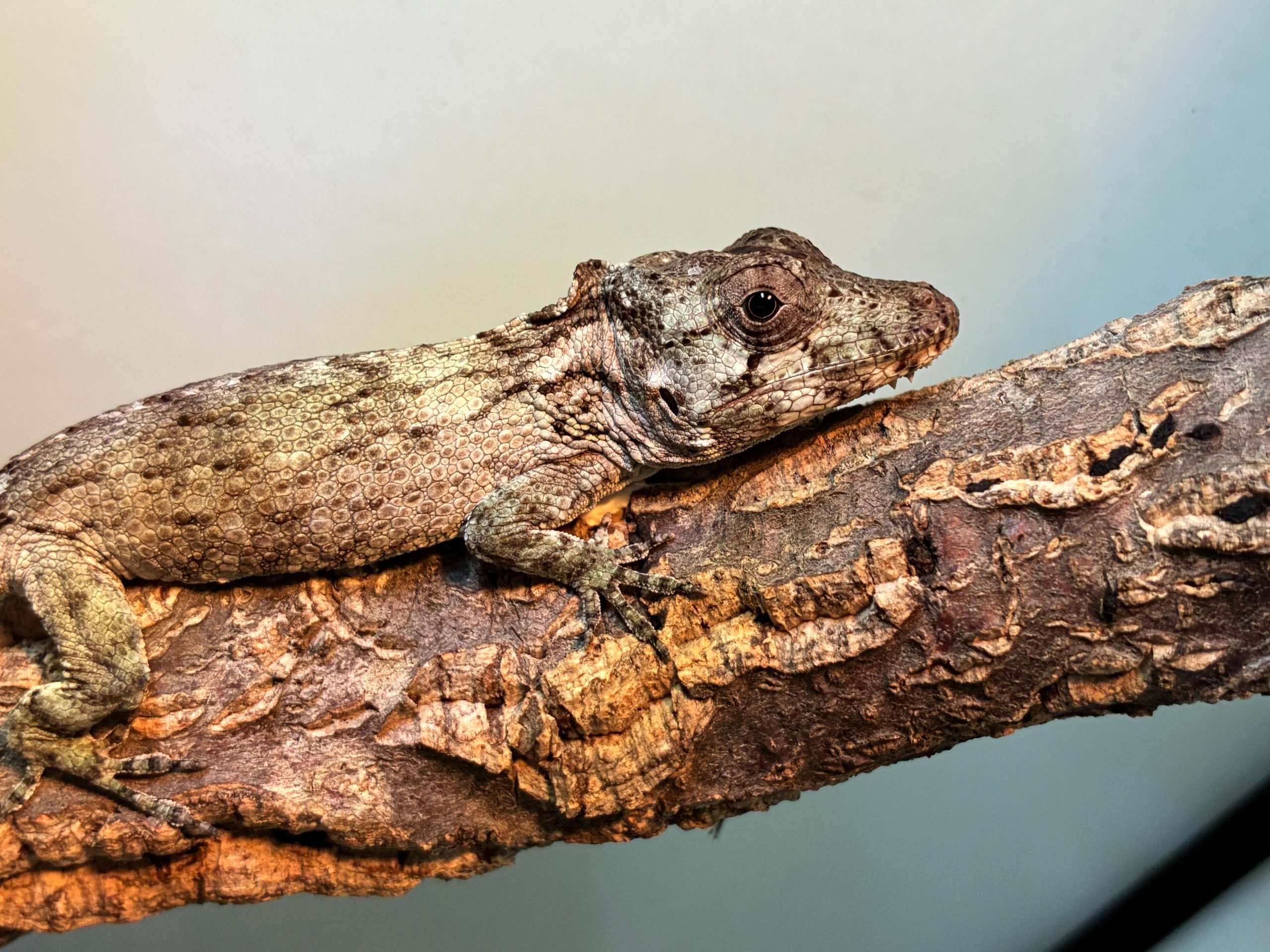 Anolis porcus