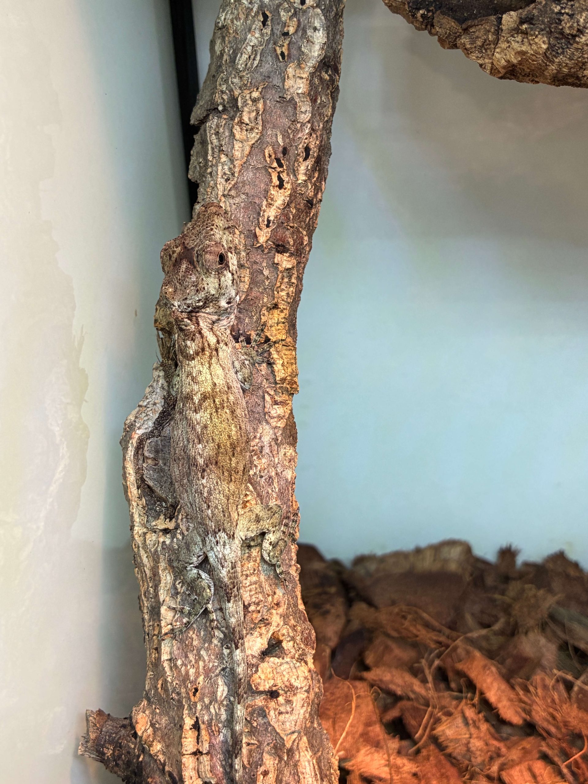Anolis porcus