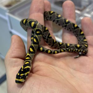 Euprepiophis mandarinus