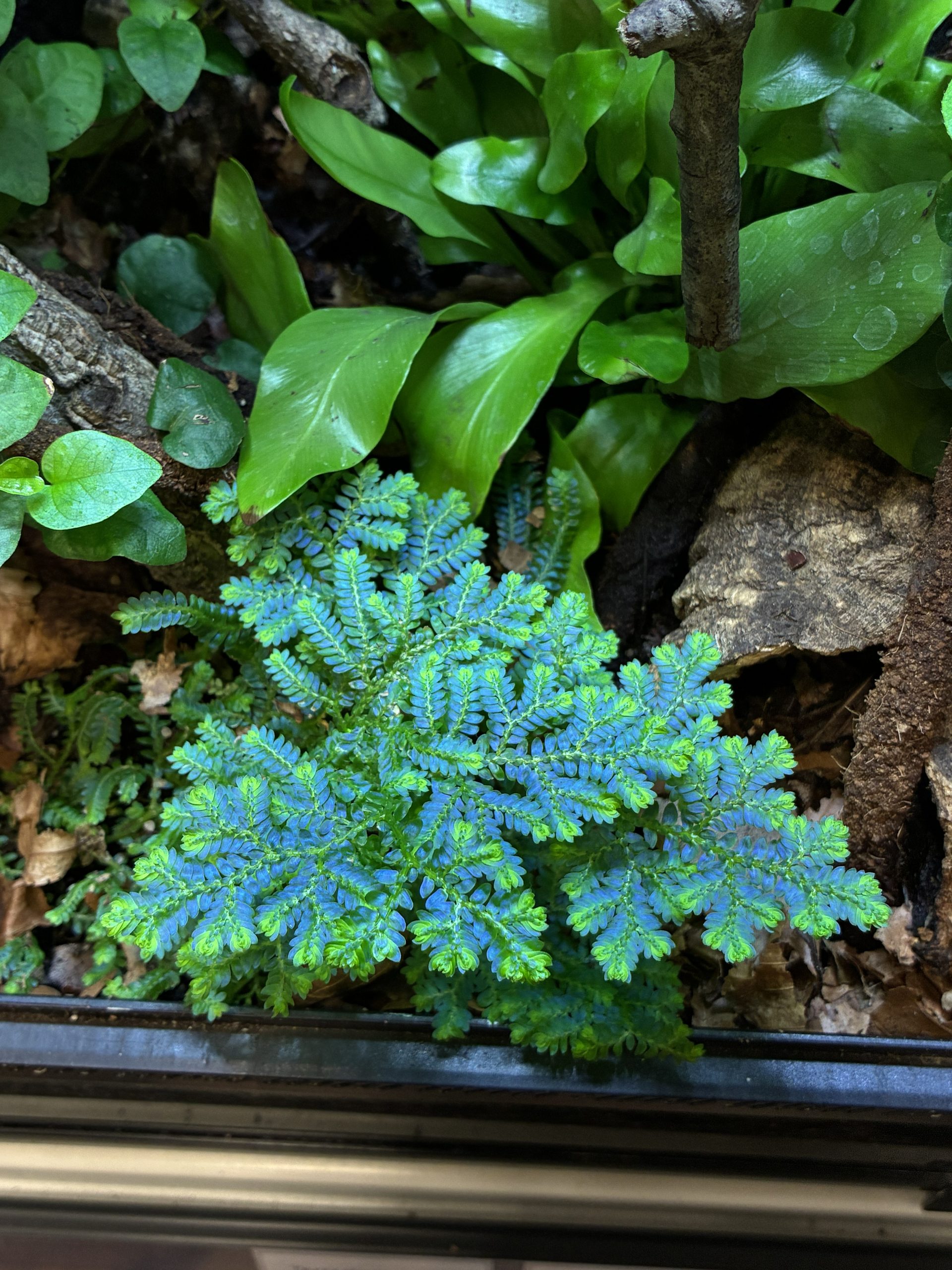Selaginella willdenowii