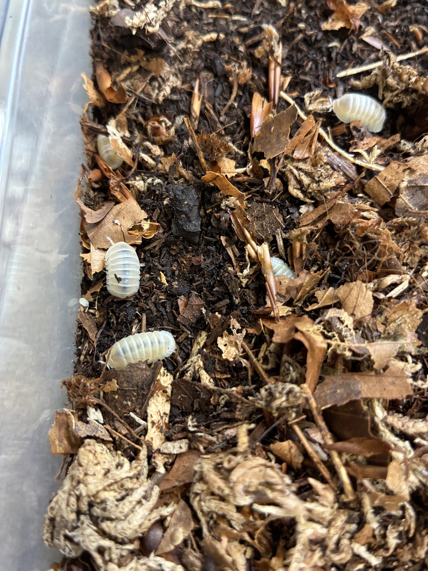 Cubaris murina "White Glacier" Cubaris murina "White Glacier"