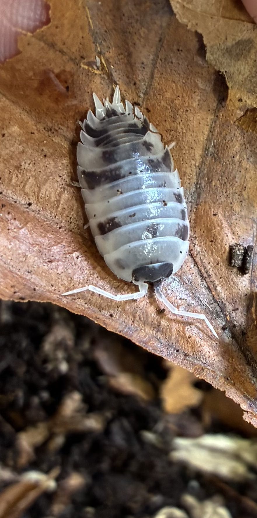Porcellio laevis "dairy cow"