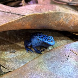 Dendrobates tinctorius azureus