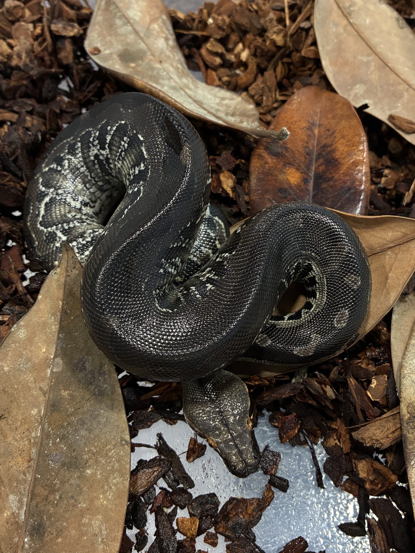 python-curtus-black-sumatra-mâle-1.jpg