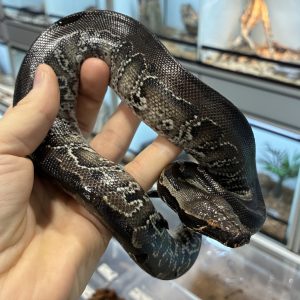 python-curtus-black-sumatra-femelle-1.jpg