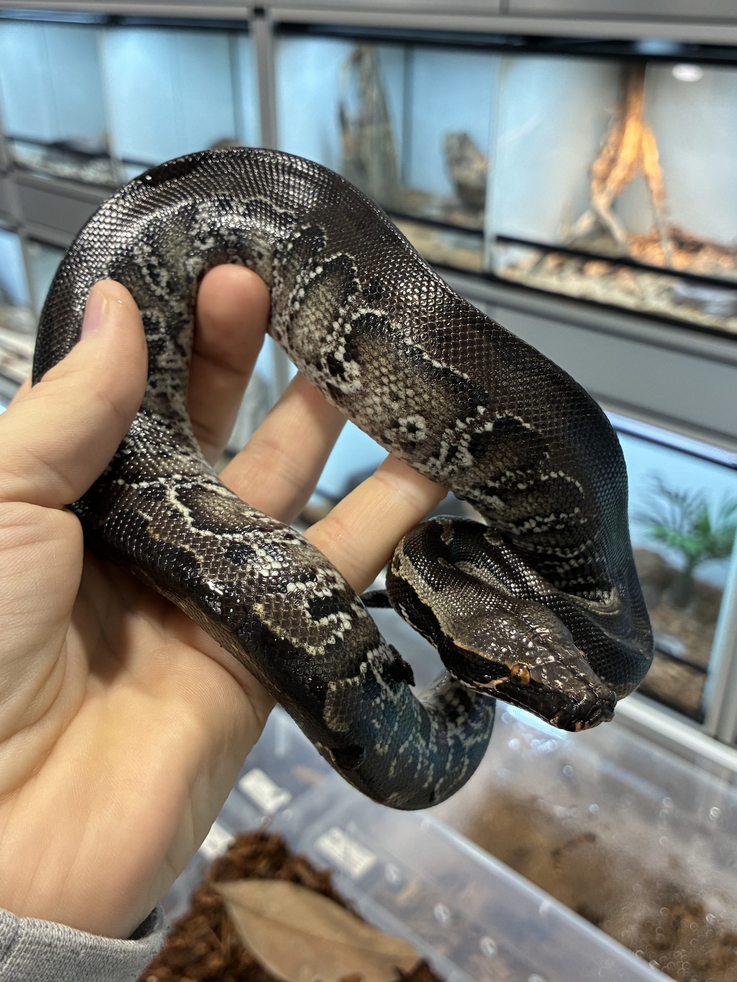 python-curtus-black-sumatra-femelle-1.jpg