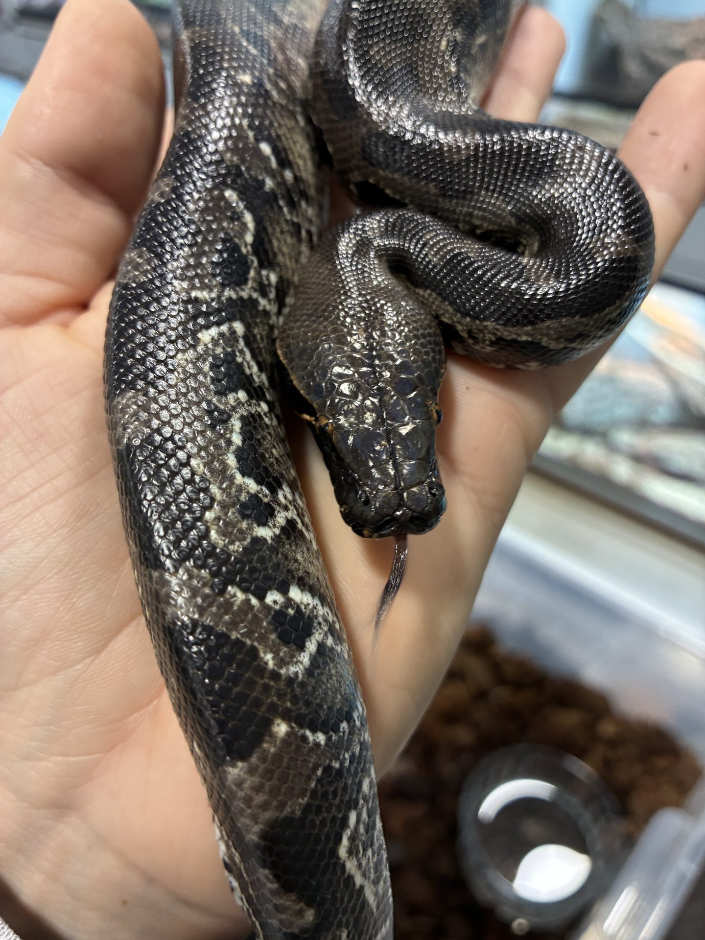 python-curtus-black-sumatra-mâle-1.jpg