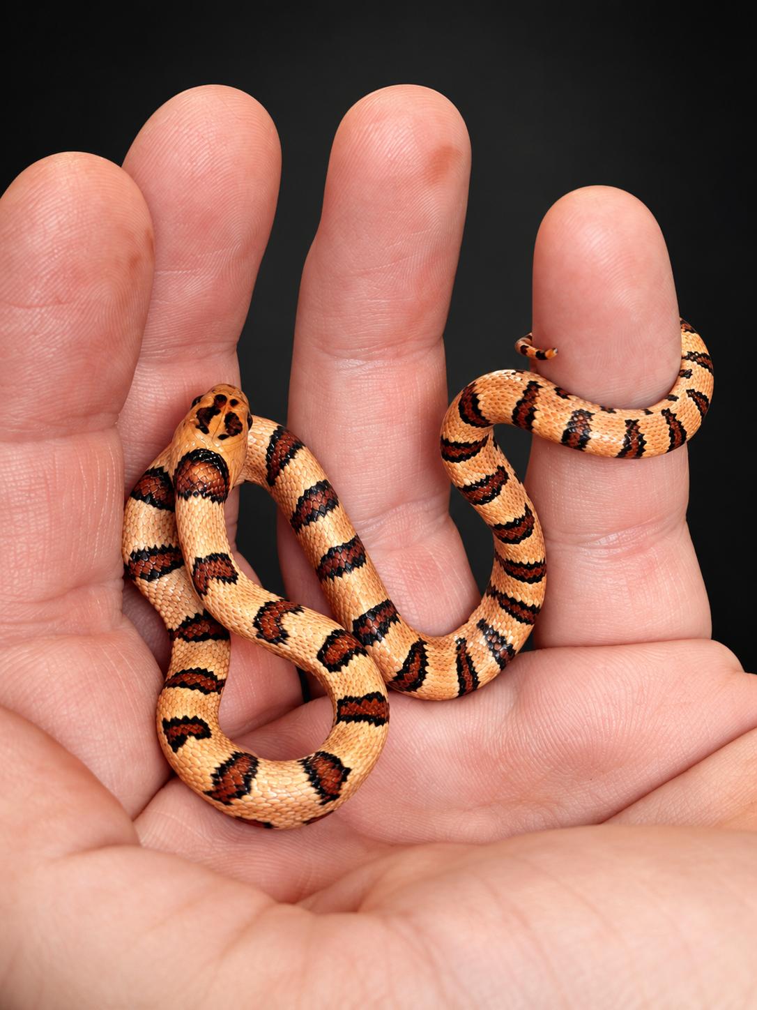 Lampropeltis leonis NC26