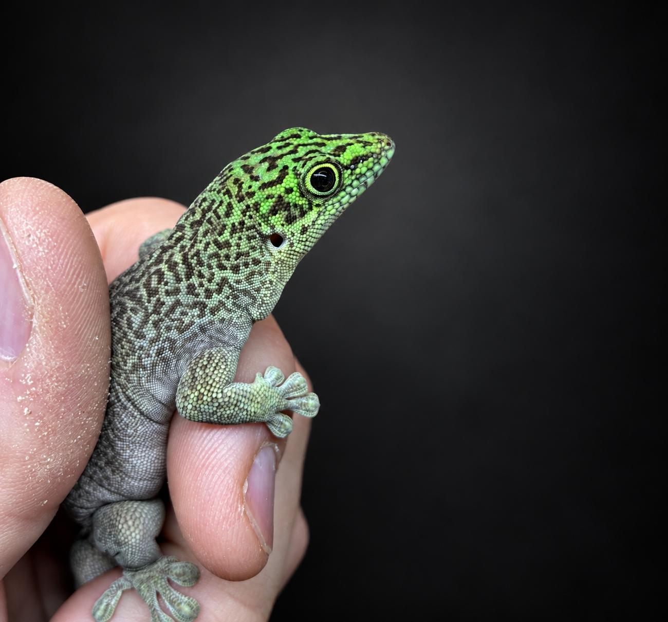 Phelsuma standingi Phelsuma standingi