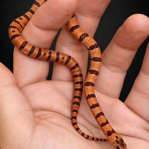 Lampropeltis leonis NC26