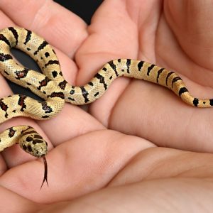 Lampropeltis leonis NC26