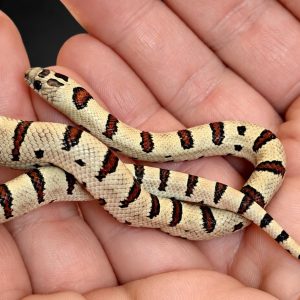 Lampropeltis leonis NC26