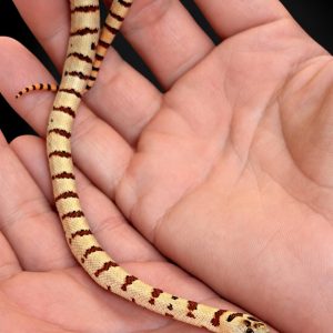 Lampropeltis leonis NC26
