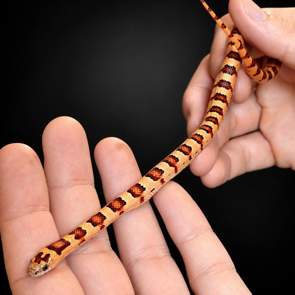 Lampropeltis leonis NC26