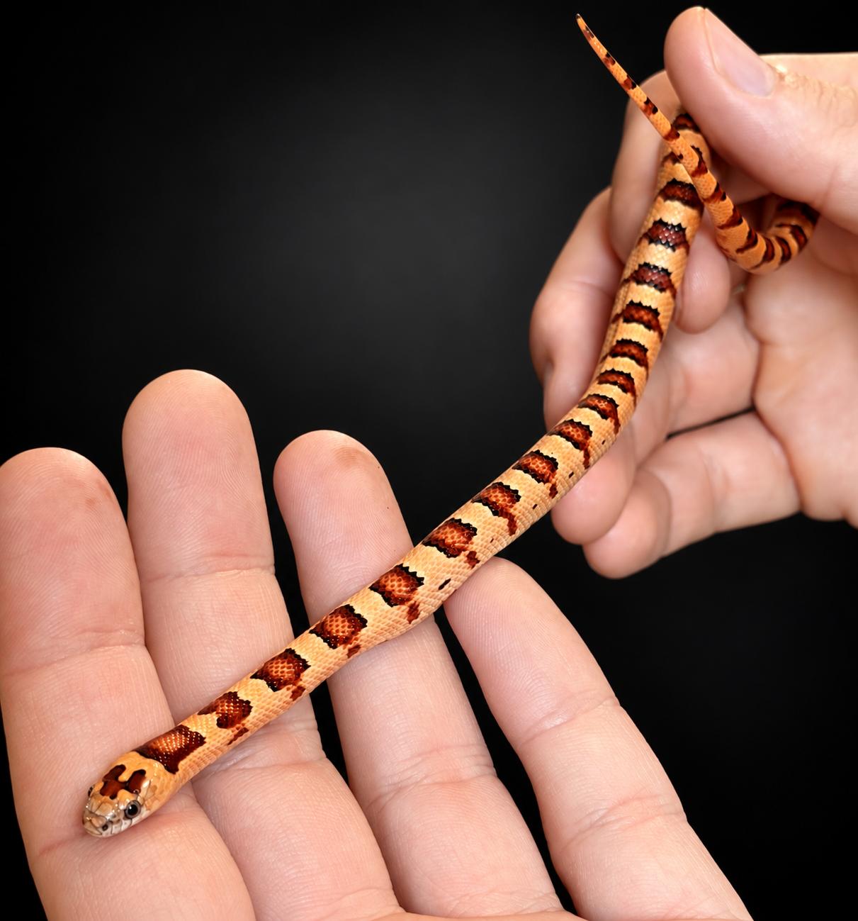 Lampropeltis leonis NC26