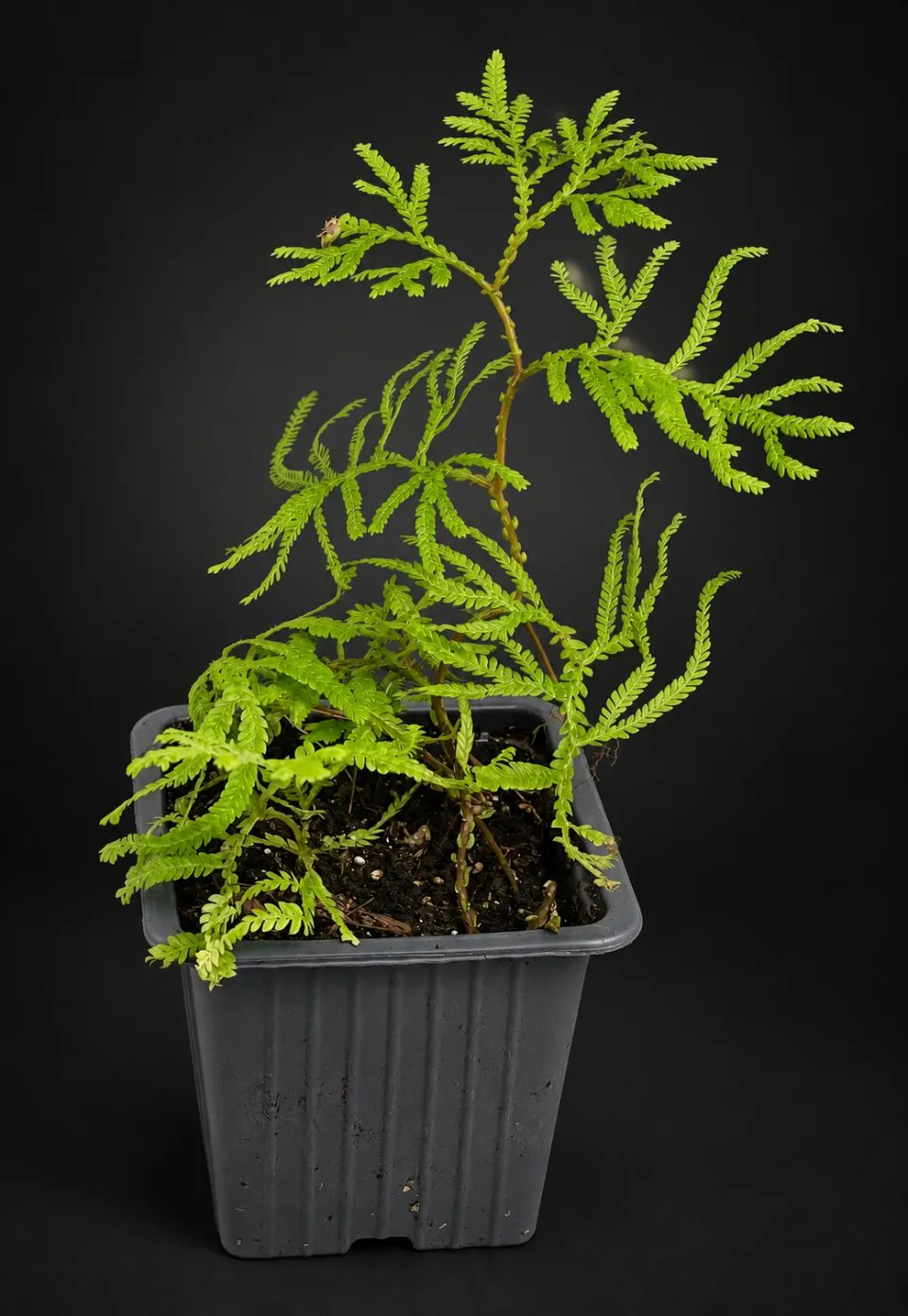 Selaginella sp Bali Selaginella sp Bali
