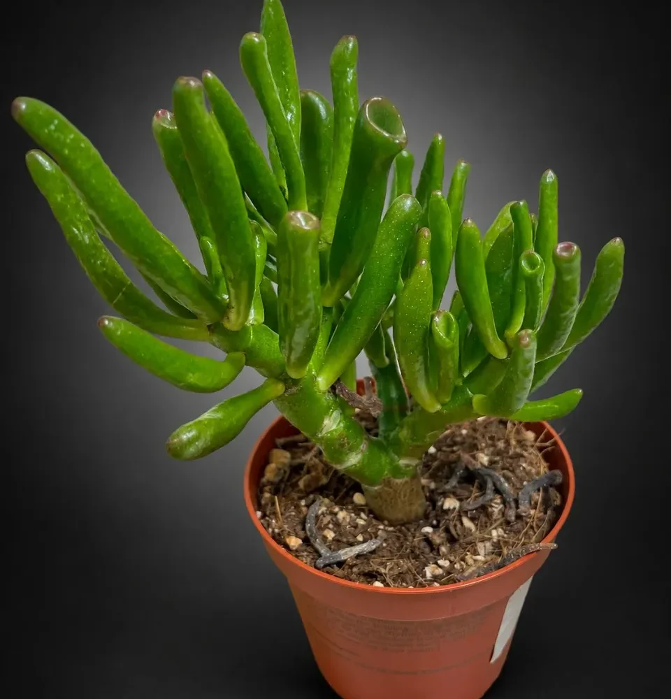 Crassula ovata var Gollum