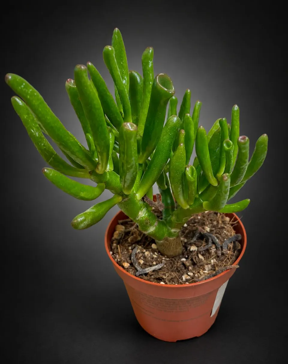 Crassula ovata var Gollum Crassula ovata var Gollum