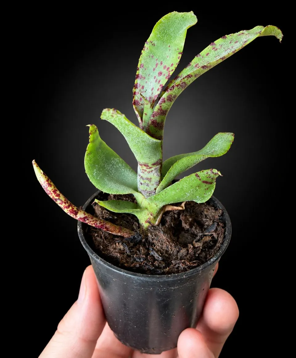 Neoregelia lilliputiana Neoregelia lilliputiana