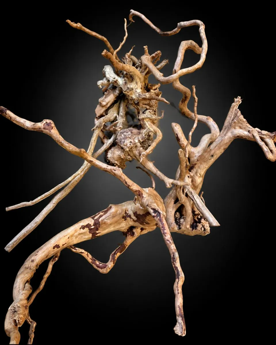 Spider wood Spider wood