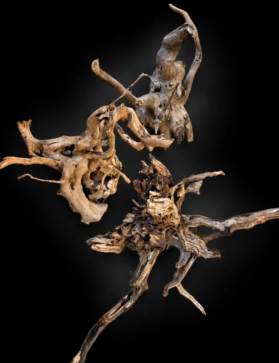 Spider wood Spider wood