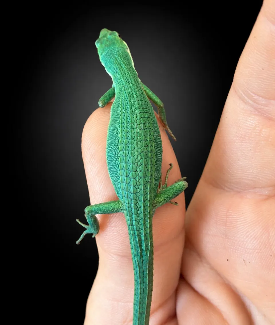 Takydromus smaragdinus