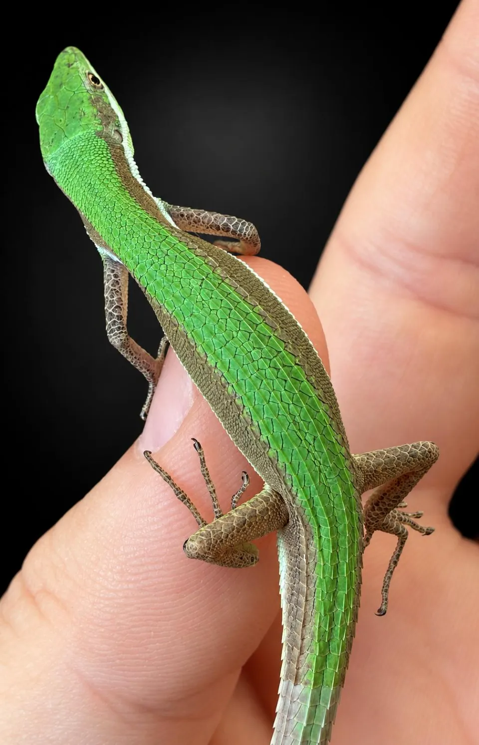 Takydromus smaragdinus
