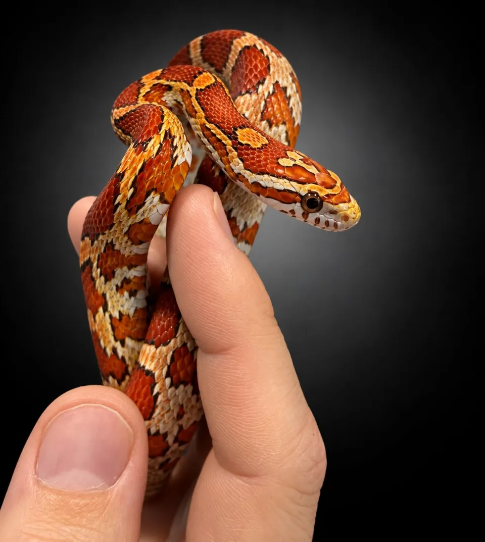 Pantherophis guttatus ultramel