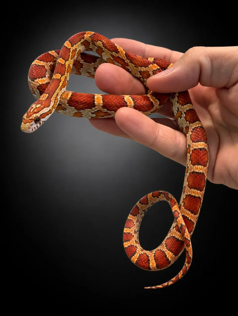 Pantherophis guttatus ultramel