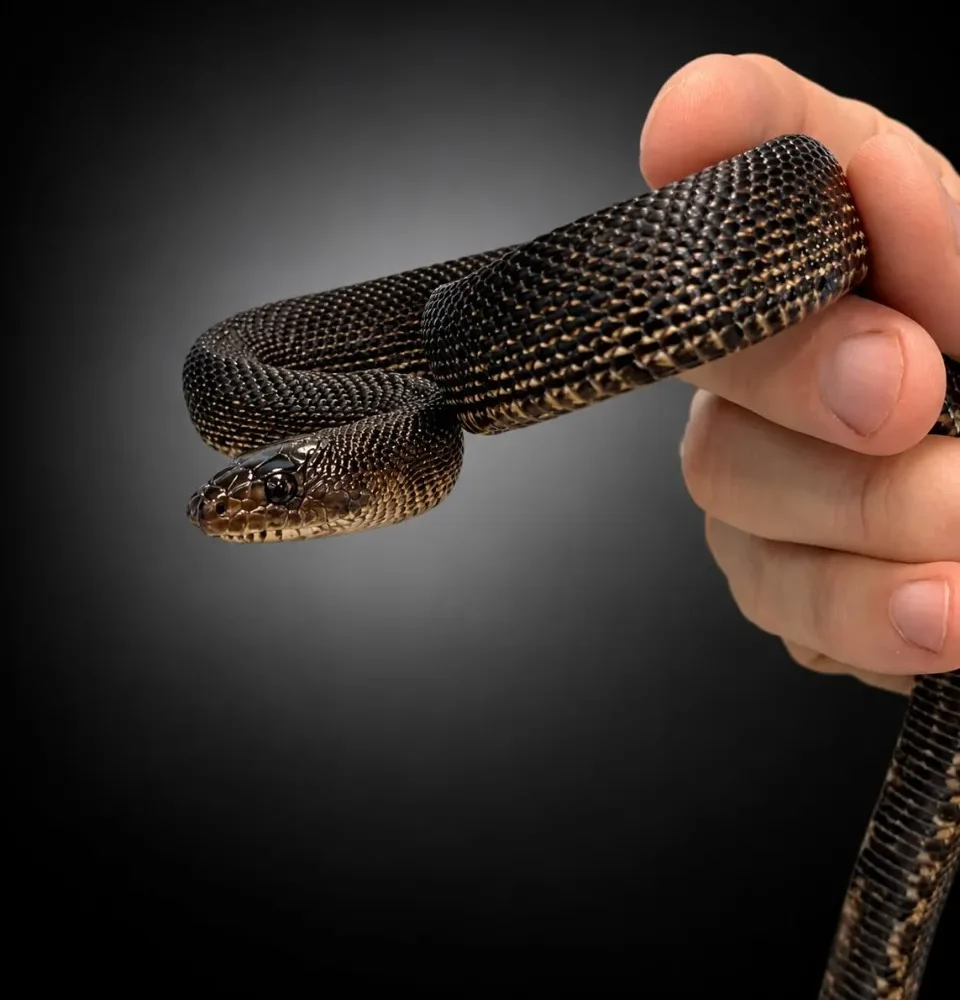 Pituophis melanoleucus lodingi