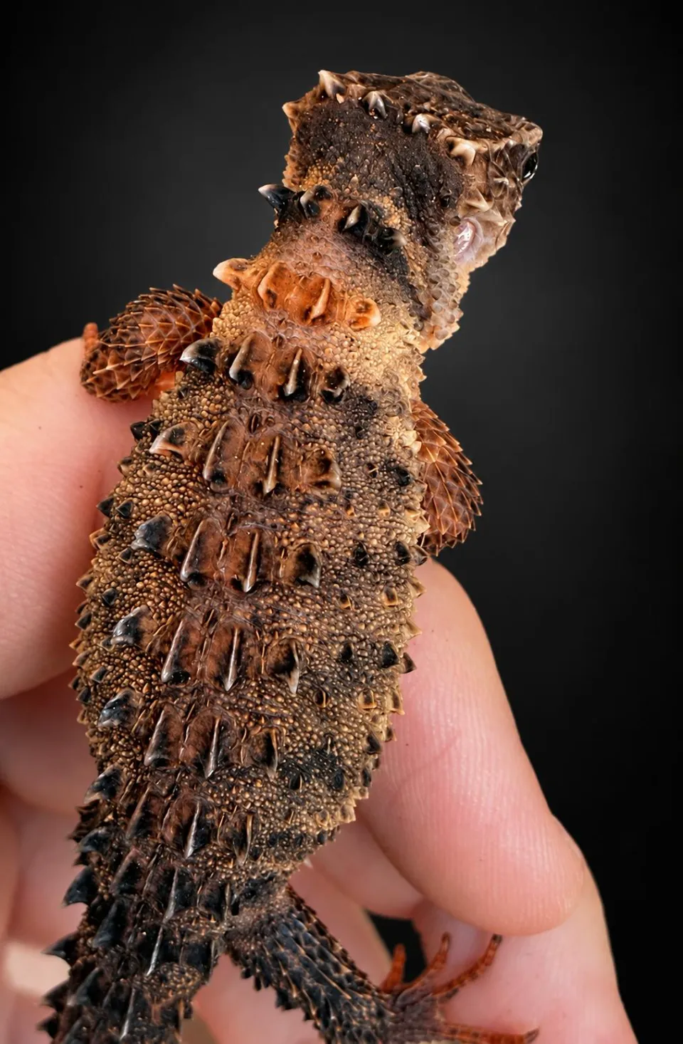 Tribolonotus novaeguineae Tribolonotus novaeguineae