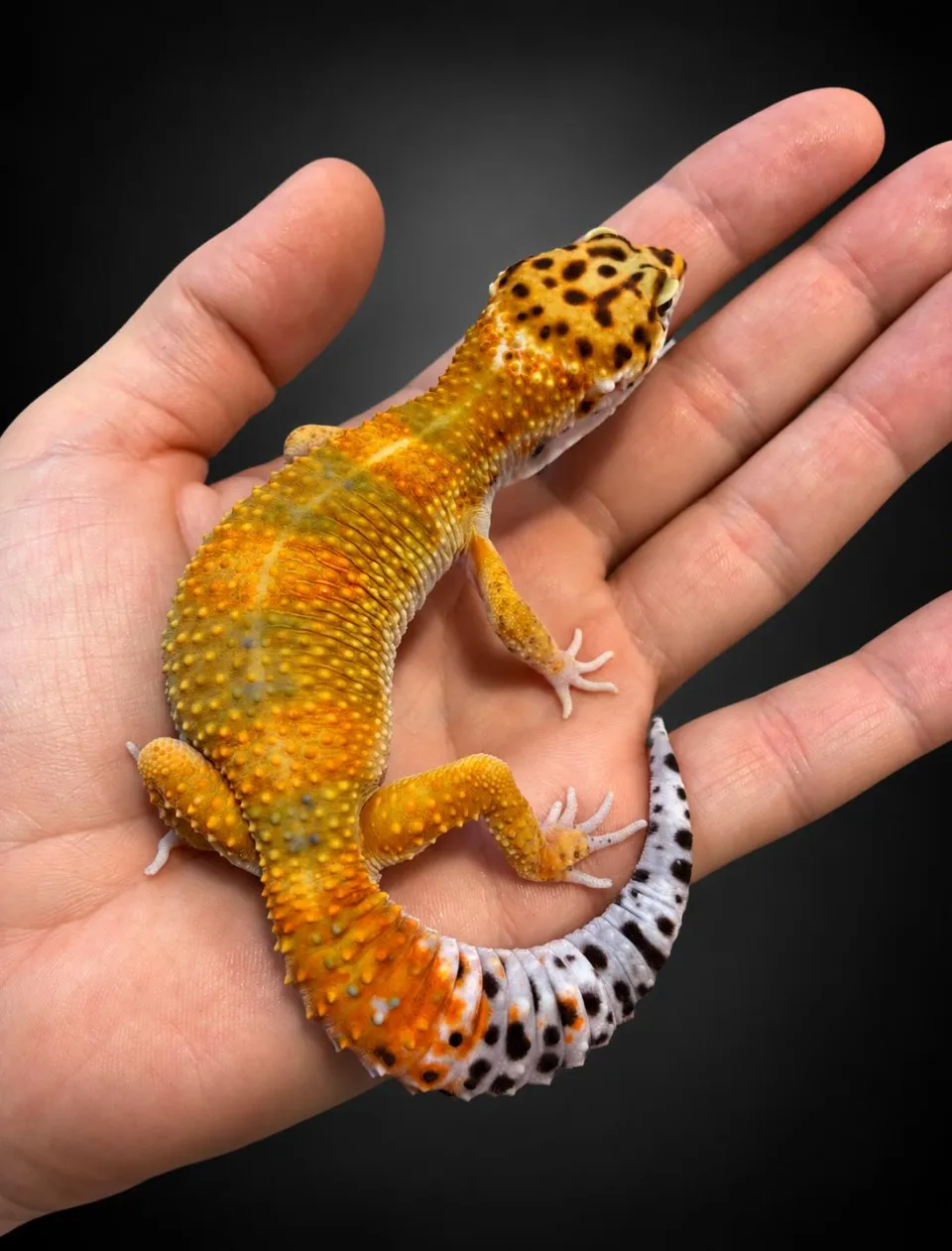 gecko leopard tangerine