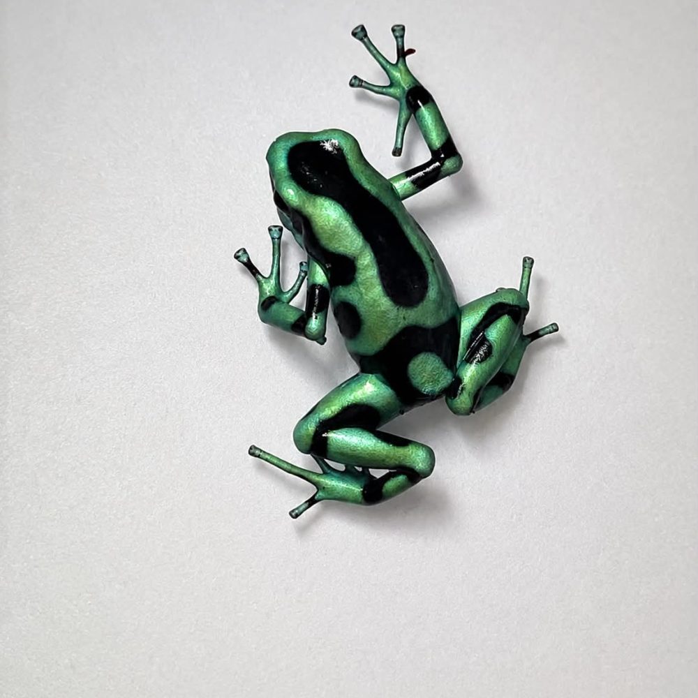 Dendrobates auratus Costa Rica
