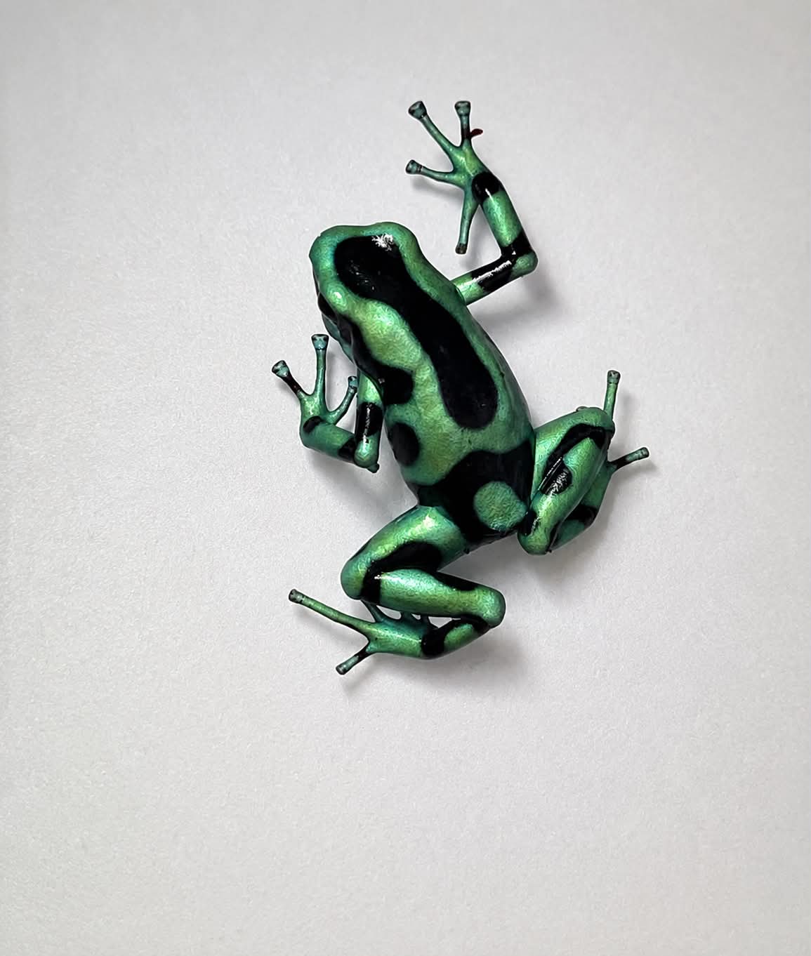 Dendrobates auratus Costa Rica