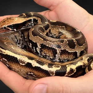 Python breitensteni