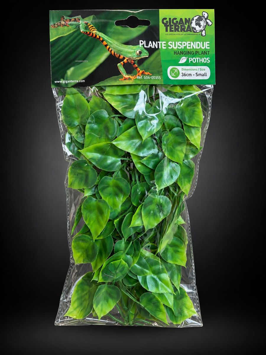 giganterra-plante-suspendue-pothos-36cm-g04-00355 giganterra-plante-suspendue-pothos-36cm-g04-00355