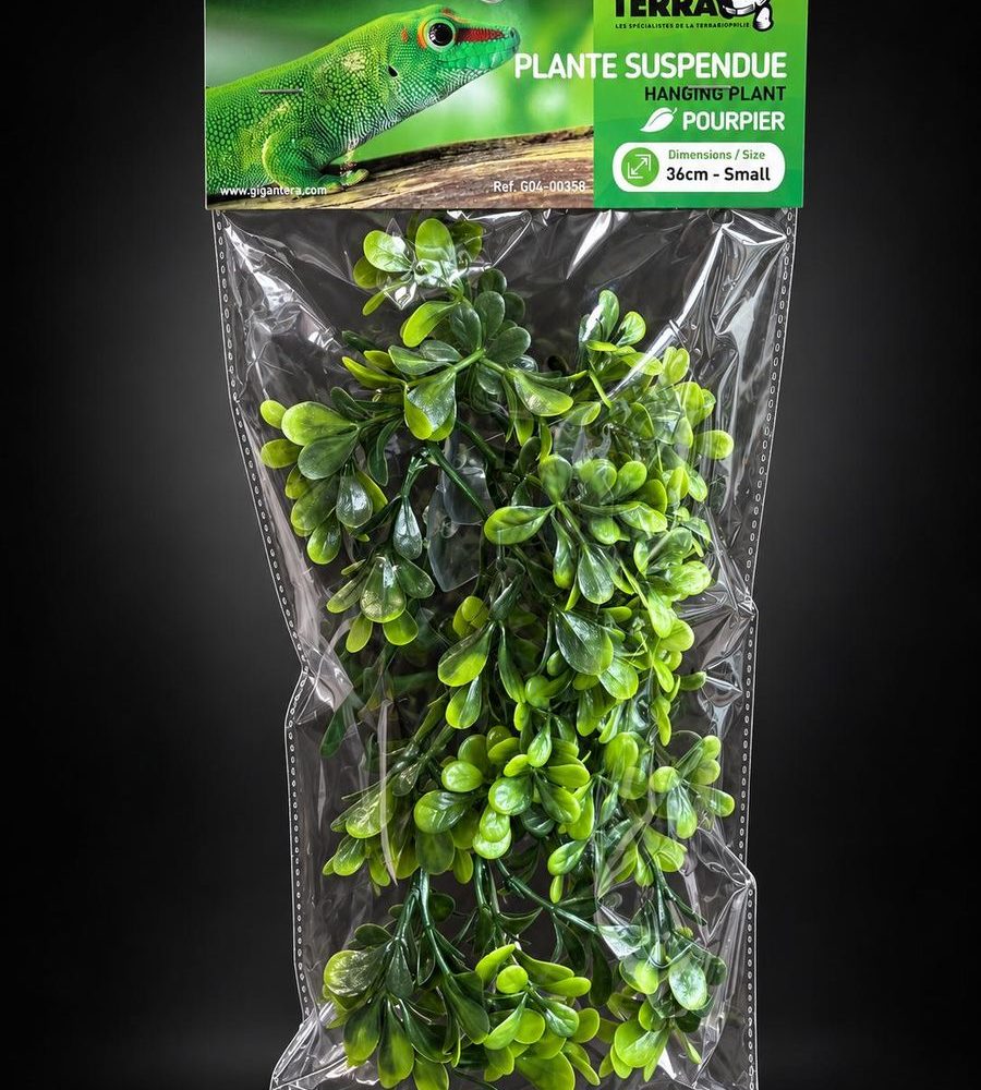 giganterra-plante-suspendue-pourpier-36cm-g04-00358