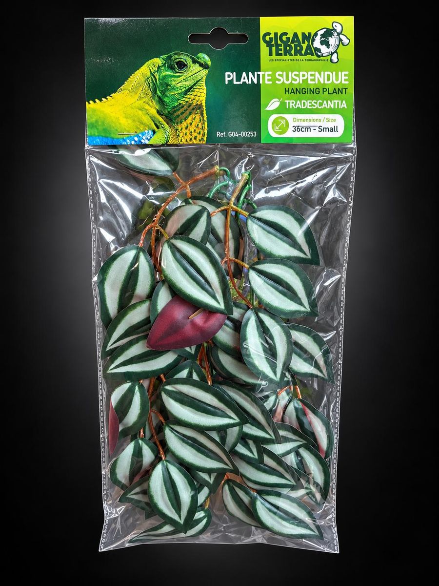 giganterra-plante-suspendue-tradescantia-36cm-g04-00253 giganterra-plante-suspendue-tradescantia-36cm-g04-00253