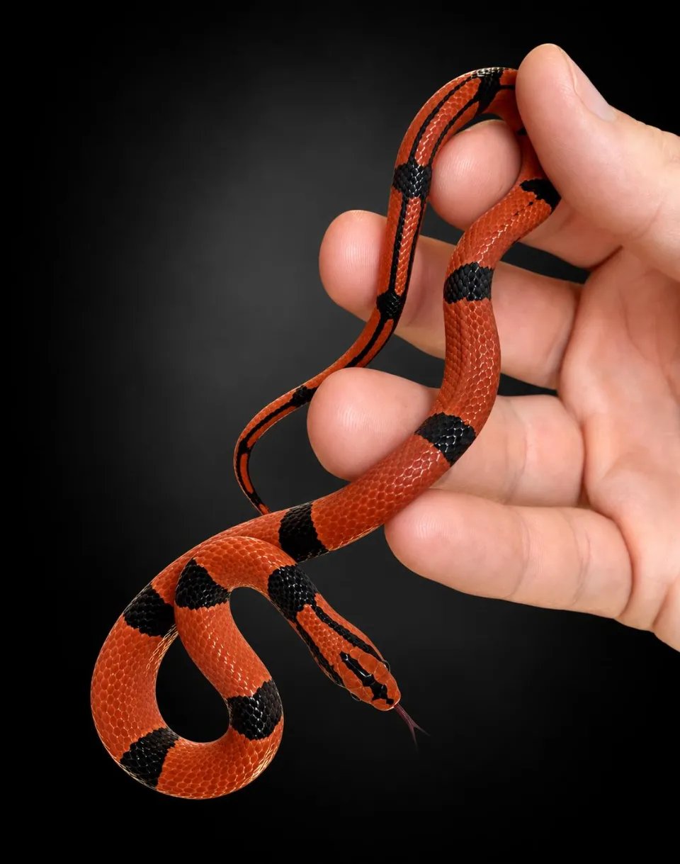 Oreocryptophis porphyraceus pulchra