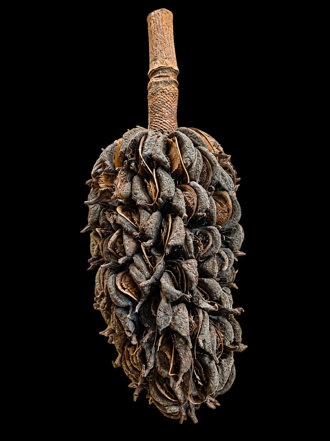 Fruit du Magnolia